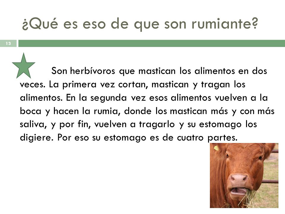 ¿Qué es eso de que son rumiante