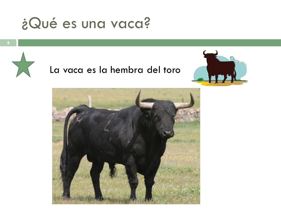 ¿Qué es una vaca La vaca es la hembra del toro