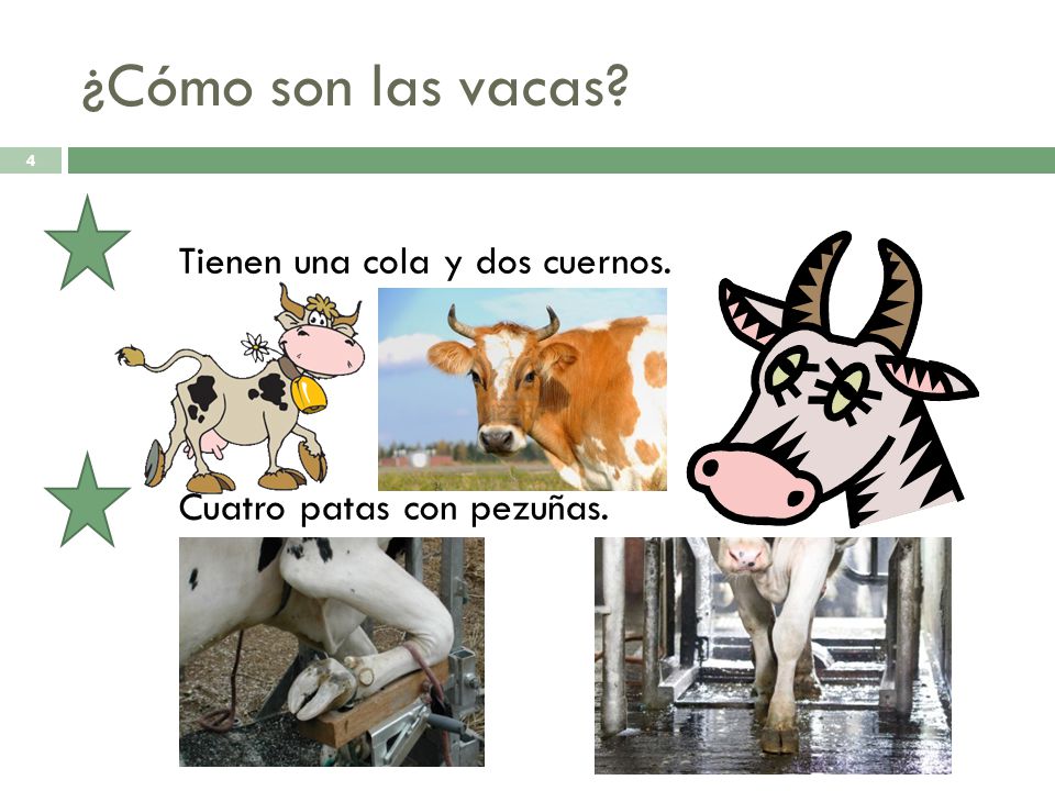 ¿Cómo son las vacas Tienen una cola y dos cuernos.