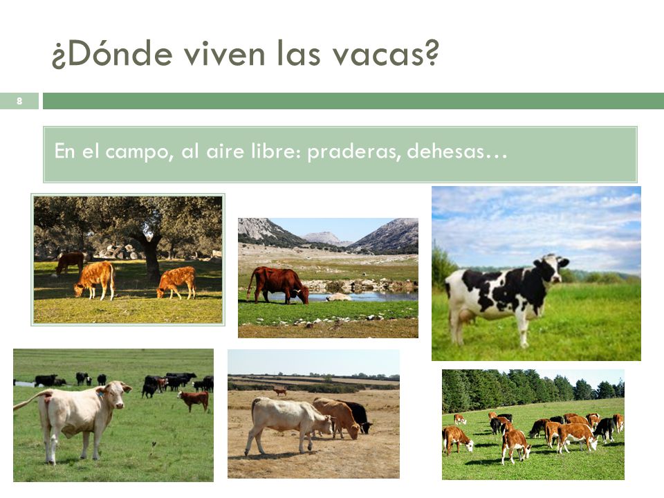 ¿Dónde viven las vacas En el campo, al aire libre: praderas, dehesas…