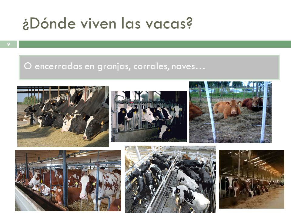 ¿Dónde viven las vacas O encerradas en granjas, corrales, naves…