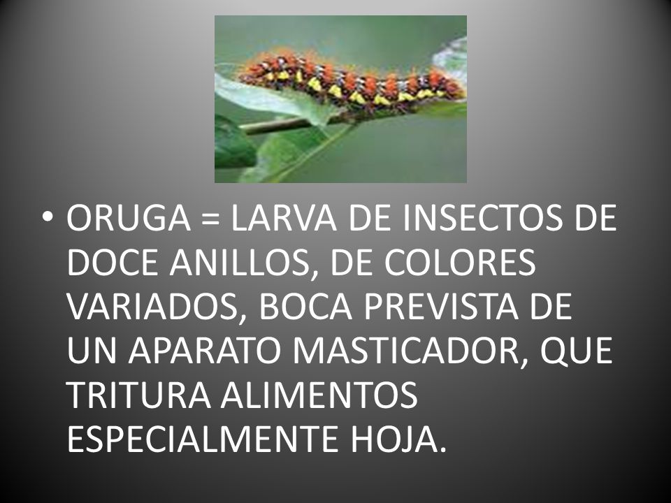 ORUGA = LARVA DE INSECTOS DE DOCE ANILLOS, DE COLORES VARIADOS, BOCA PREVISTA DE UN APARATO MASTICADOR, QUE TRITURA ALIMENTOS ESPECIALMENTE HOJA.