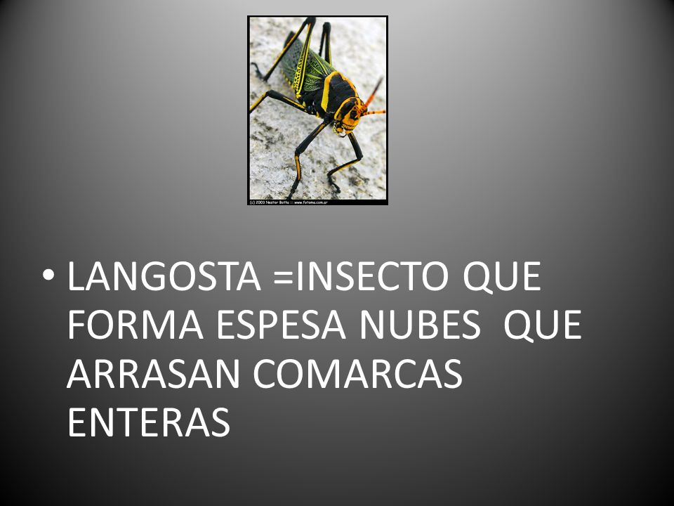 LANGOSTA =INSECTO QUE FORMA ESPESA NUBES QUE ARRASAN COMARCAS ENTERAS