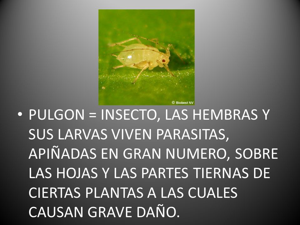 PULGON = INSECTO, LAS HEMBRAS Y SUS LARVAS VIVEN PARASITAS, APIÑADAS EN GRAN NUMERO, SOBRE LAS HOJAS Y LAS PARTES TIERNAS DE CIERTAS PLANTAS A LAS CUALES CAUSAN GRAVE DAÑO.
