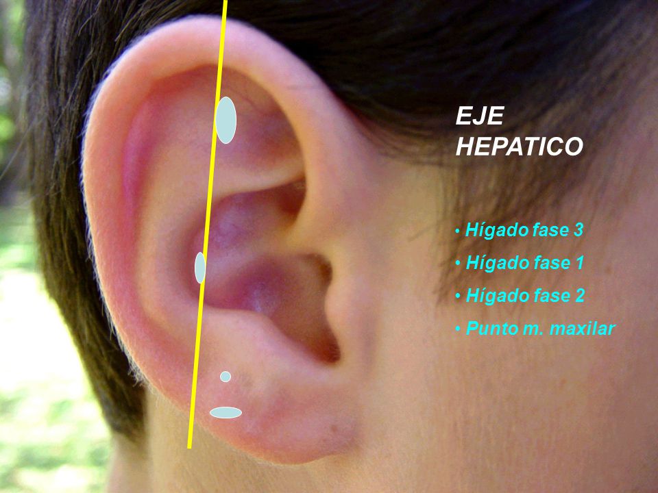 EJE HEPATICO Hígado fase 1 Hígado fase 2 Punto m. maxilar