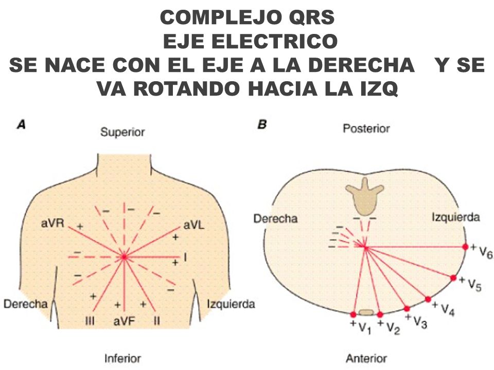 COMPLEJO QRS EJE ELECTRICO SE NACE CON EL EJE A LA DERECHA Y SE VA ROTANDO HACIA LA IZQ