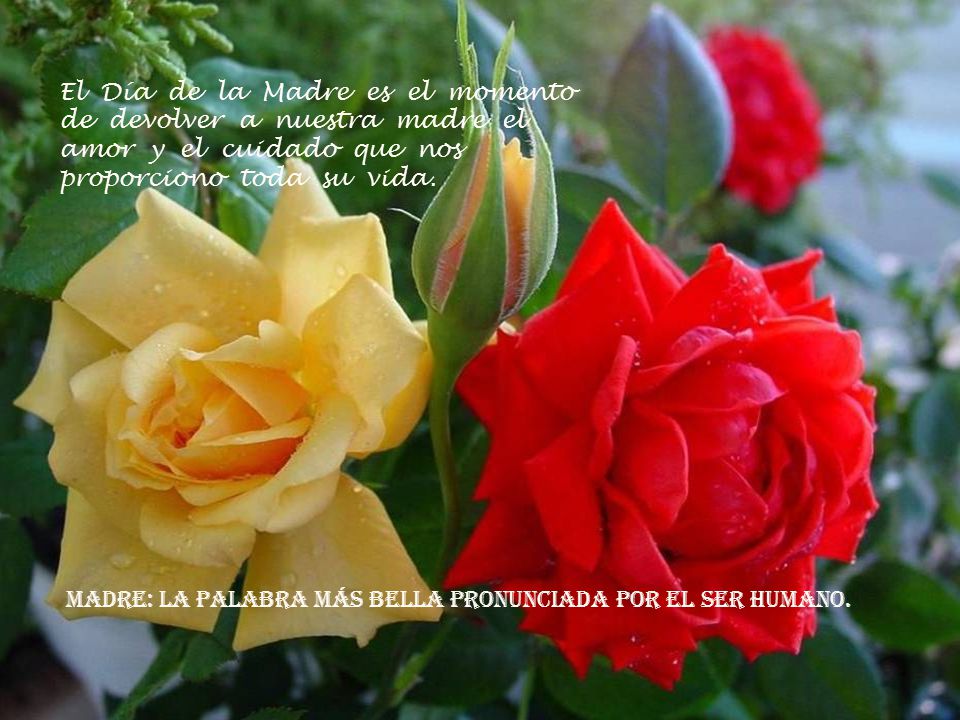 El Día de la Madre es el momento de devolver a nuestra madre el amor y el cuidado que nos proporciono toda su vida.