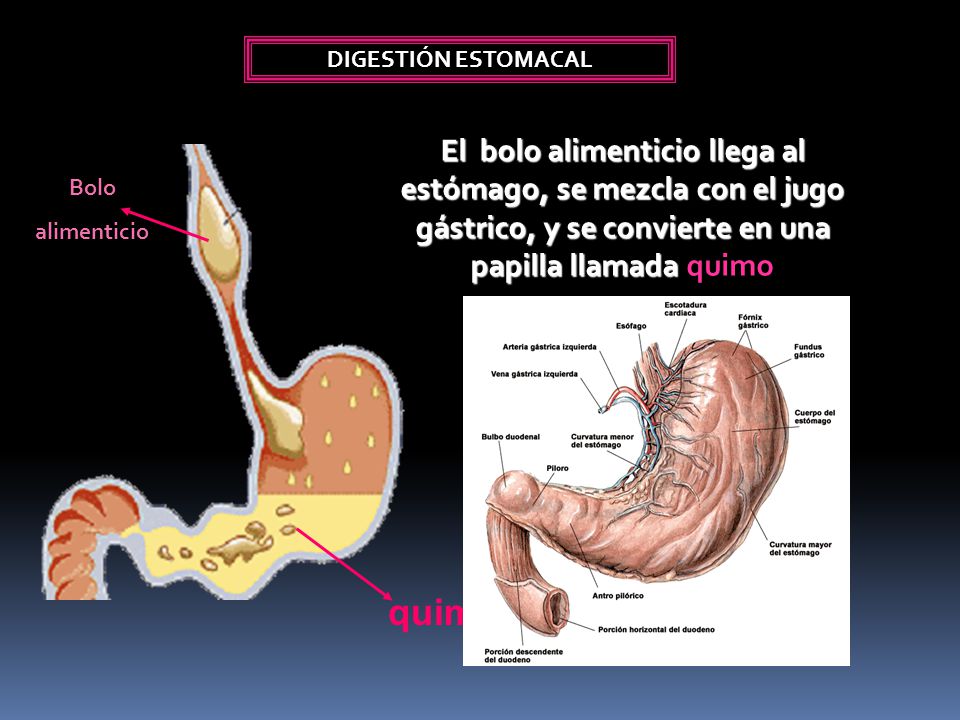 DIGESTIÓN ESTOMACAL El bolo alimenticio llega al estómago, se mezcla con el jugo gástrico, y se convierte en una papilla llamada quimo.