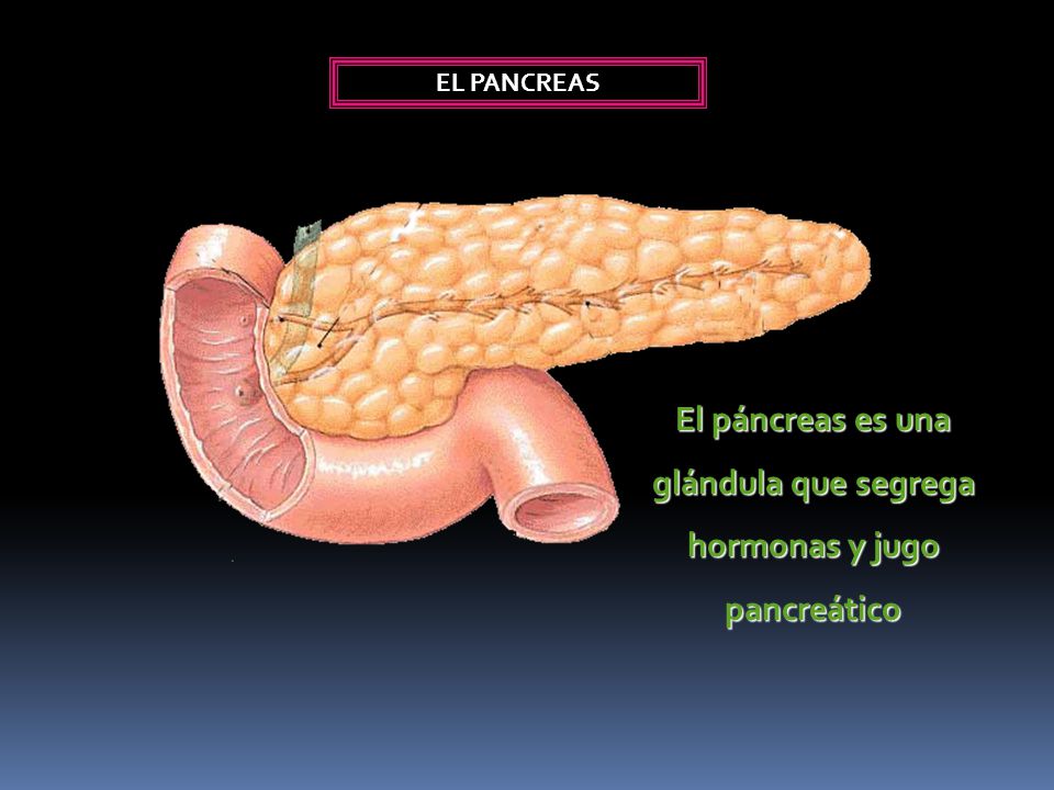 El páncreas es una glándula que segrega hormonas y jugo pancreático