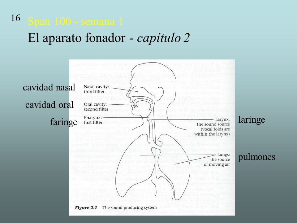Span semana 1 El aparato fonador - capítulo 2