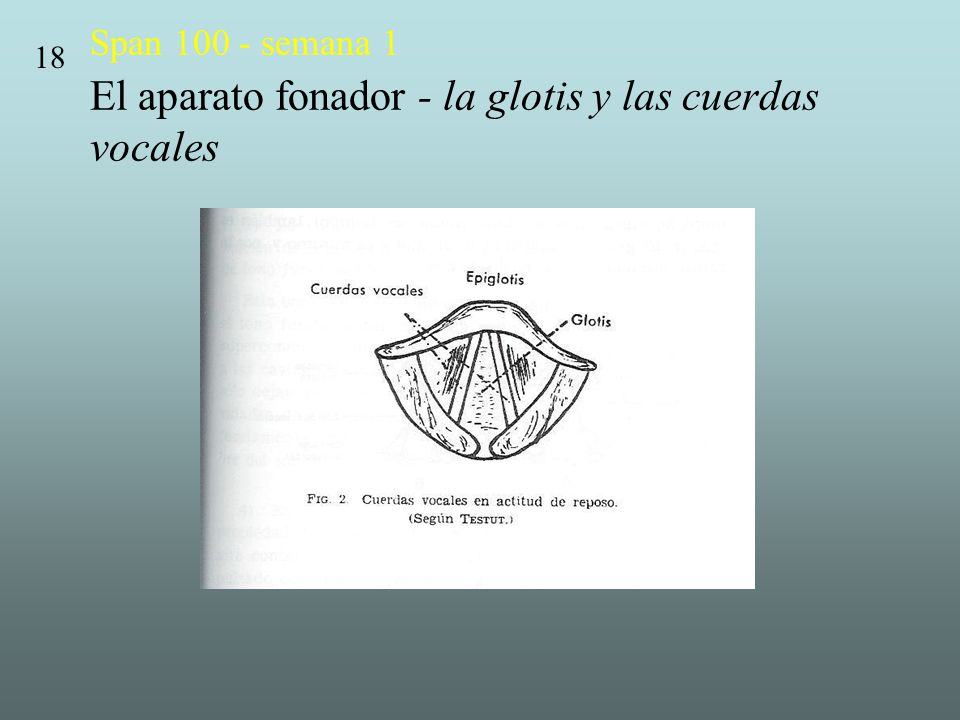Span semana 1 El aparato fonador - la glotis y las cuerdas vocales