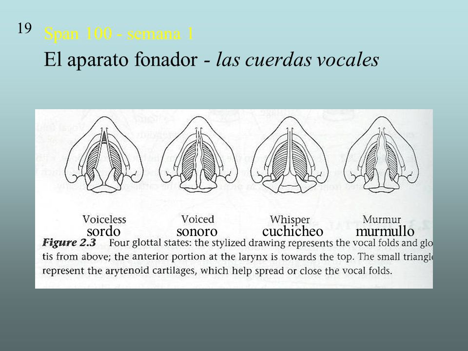 Span semana 1 El aparato fonador - las cuerdas vocales