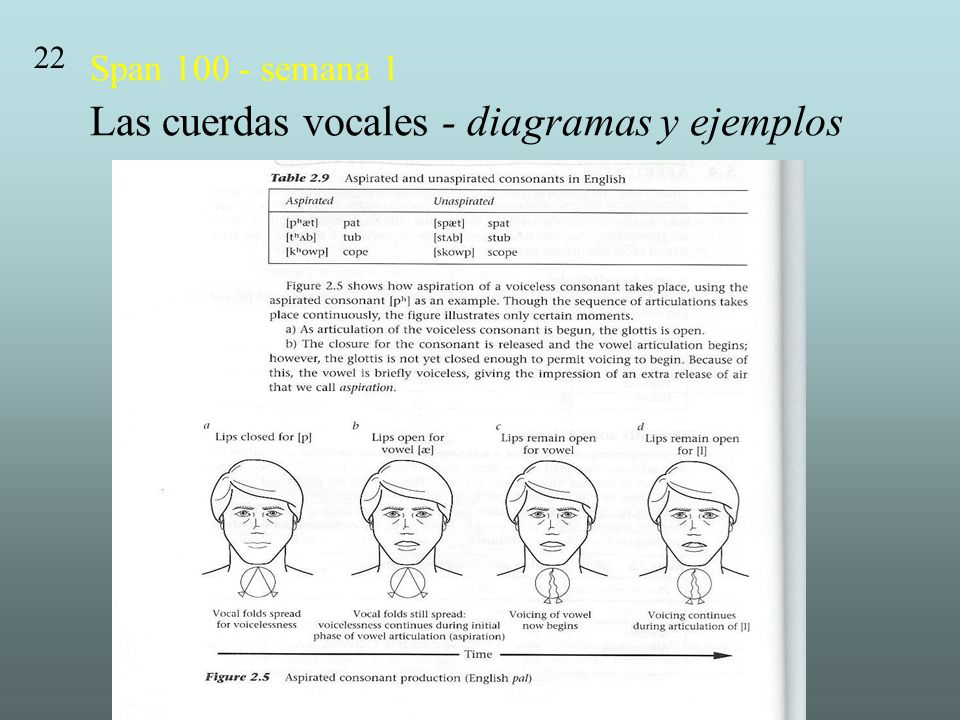 Span semana 1 Las cuerdas vocales - diagramas y ejemplos