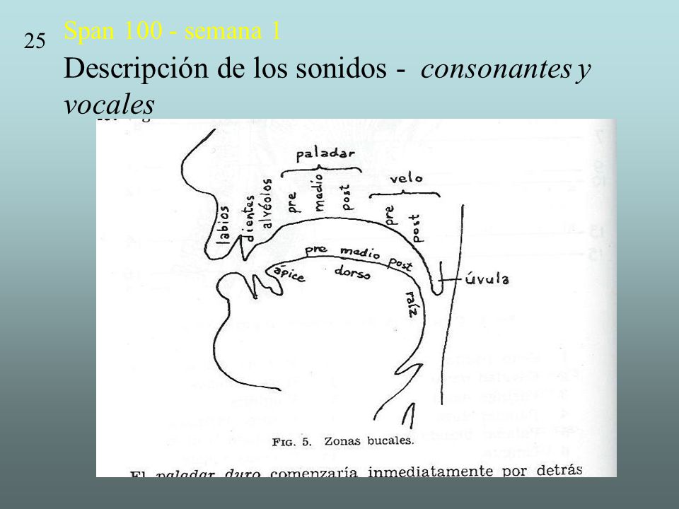 Span semana 1 Descripción de los sonidos - consonantes y vocales