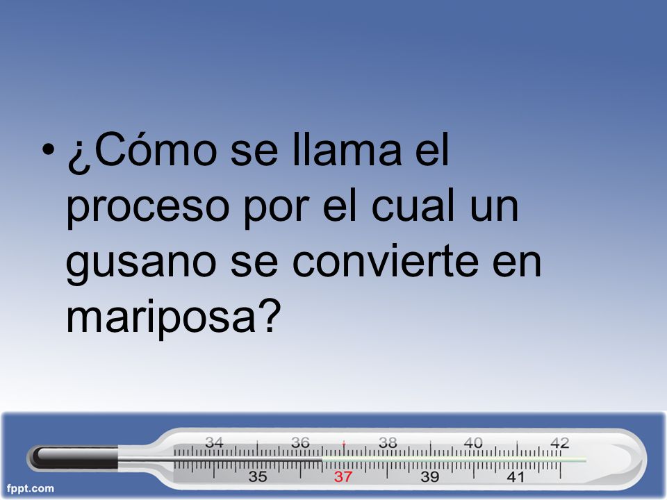 ¿Cómo se llama el proceso por el cual un gusano se convierte en mariposa