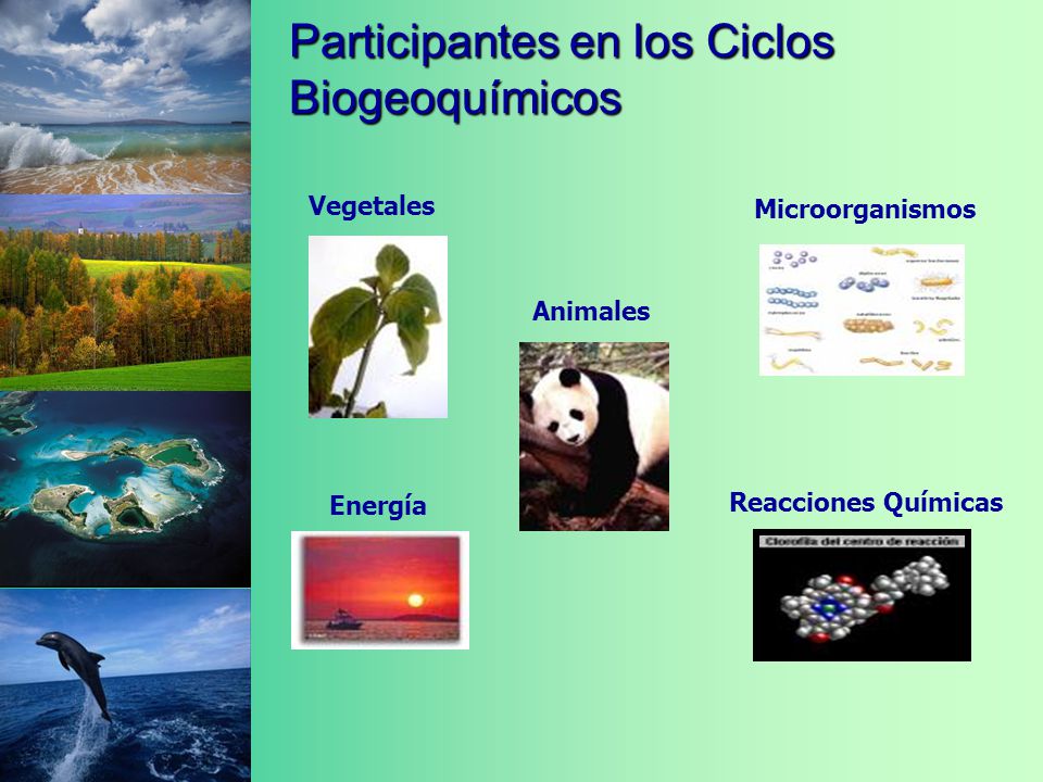 Ciclos Biogeoquímicos - ppt video online descargar