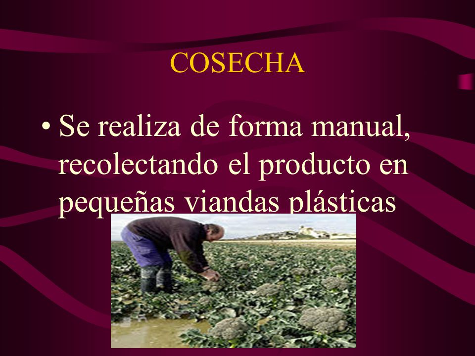 COSECHA Se realiza de forma manual, recolectando el producto en pequeñas viandas plásticas