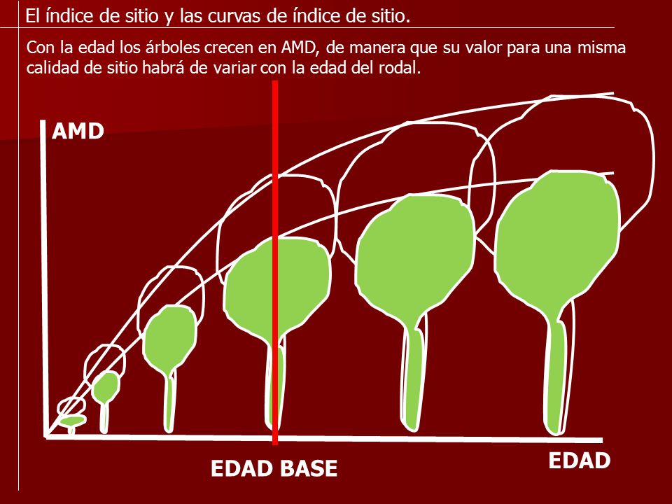 AMD EDAD EDAD BASE El índice de sitio y las curvas de índice de sitio.