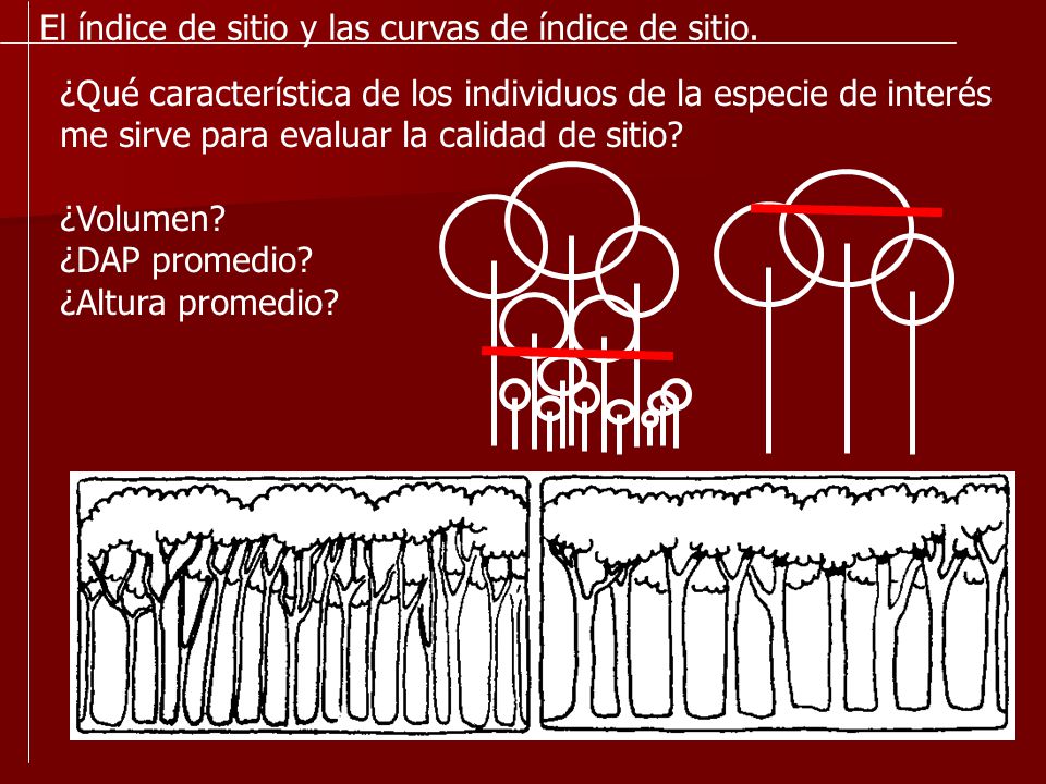 El índice de sitio y las curvas de índice de sitio.