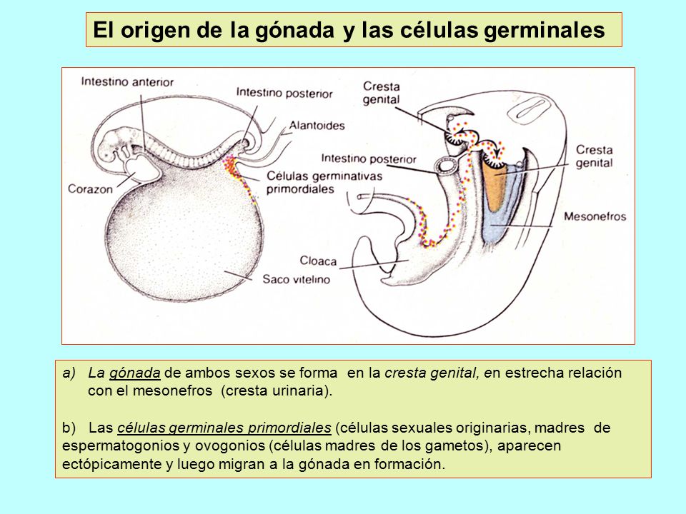 El origen de la gónada y las células germinales