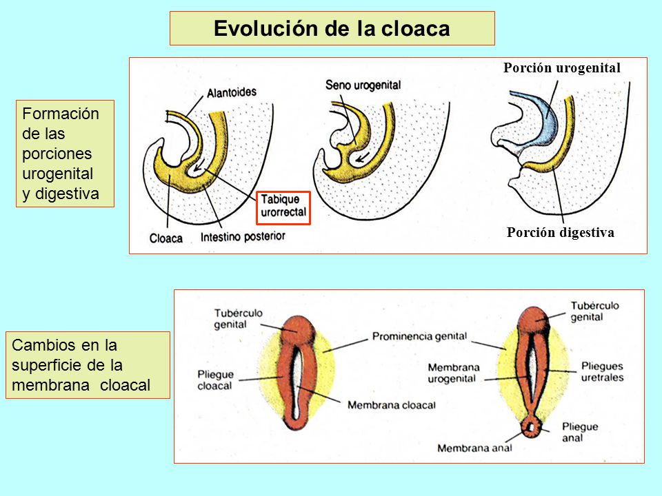 Evolución de la cloaca Porción digestiva. Porción urogenital. Formación de las porciones urogenital y digestiva.