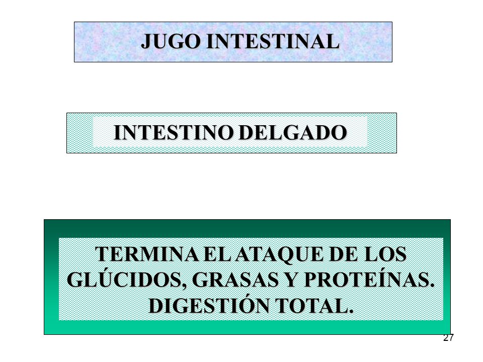 JUGO INTESTINAL INTESTINO DELGADO. TERMINA EL ATAQUE DE LOS GLÚCIDOS, GRASAS Y PROTEÍNAS.