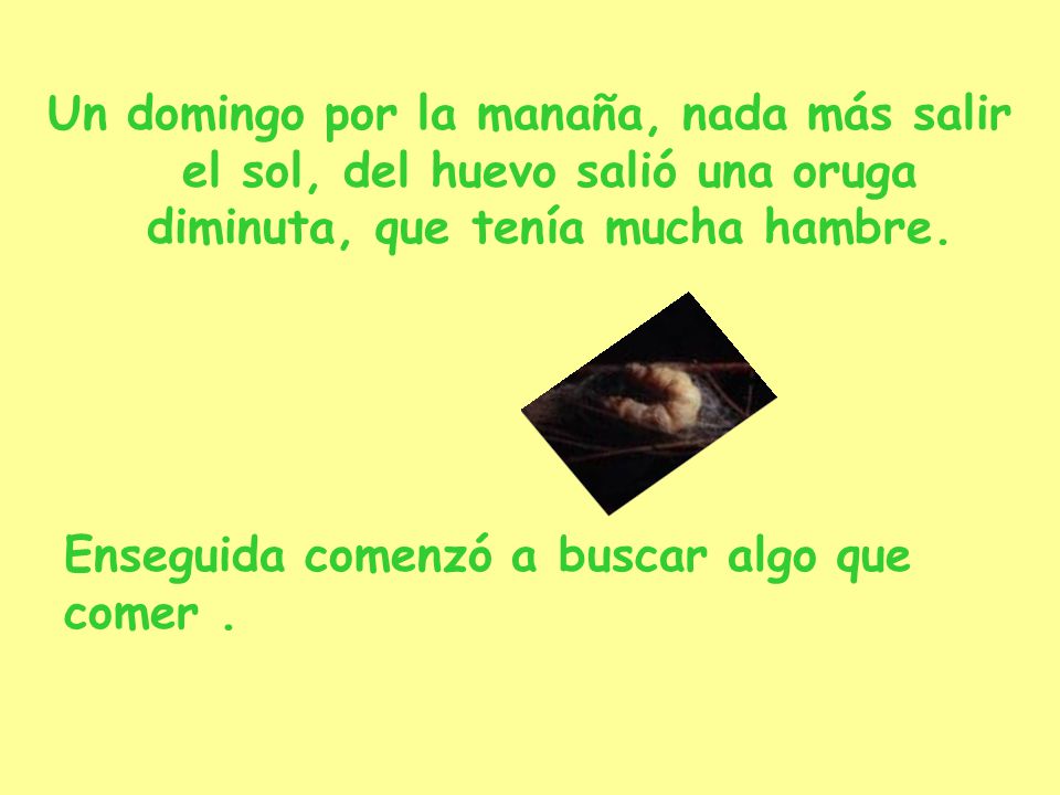 Un domingo por la manaña, nada más salir el sol, del huevo salió una oruga diminuta, que tenía mucha hambre.