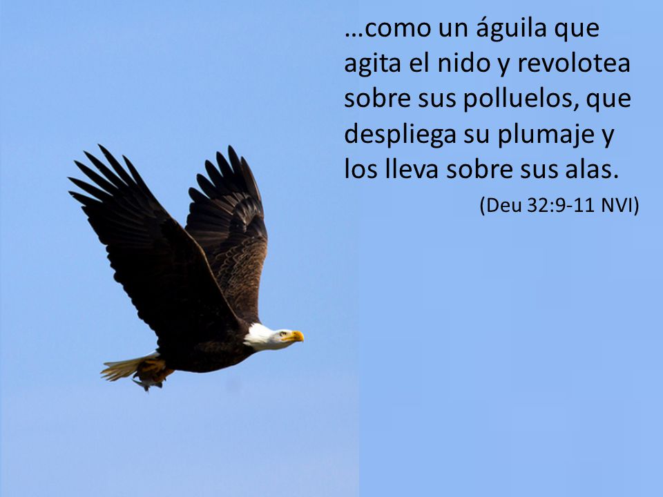 …como un águila que agita el nido y revolotea sobre sus polluelos, que despliega su plumaje y los lleva sobre sus alas.