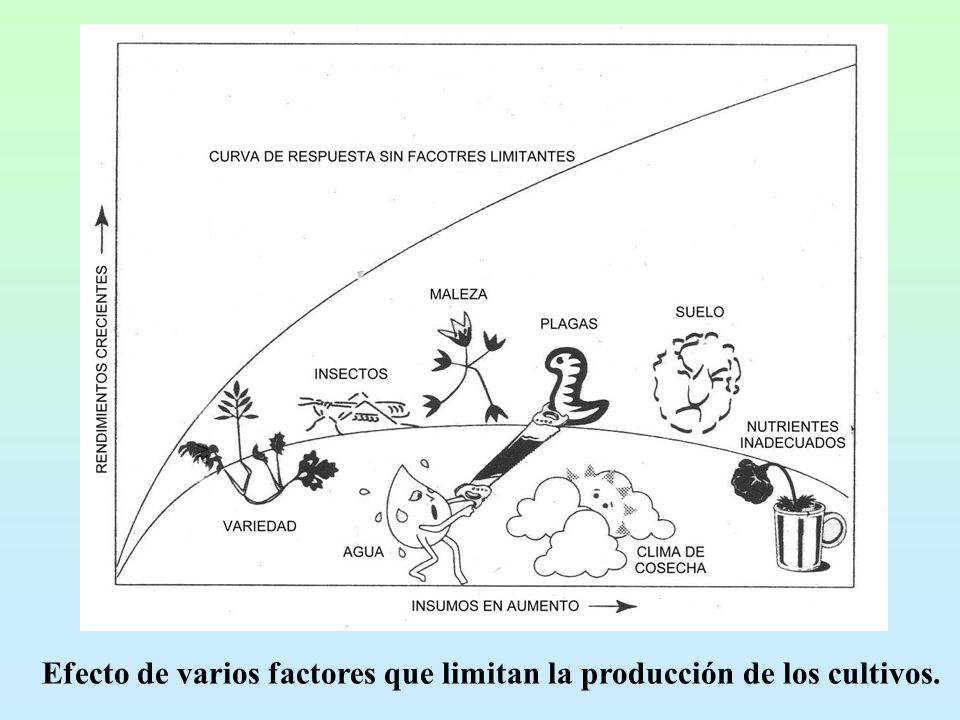 Efecto de varios factores que limitan la producción de los cultivos.