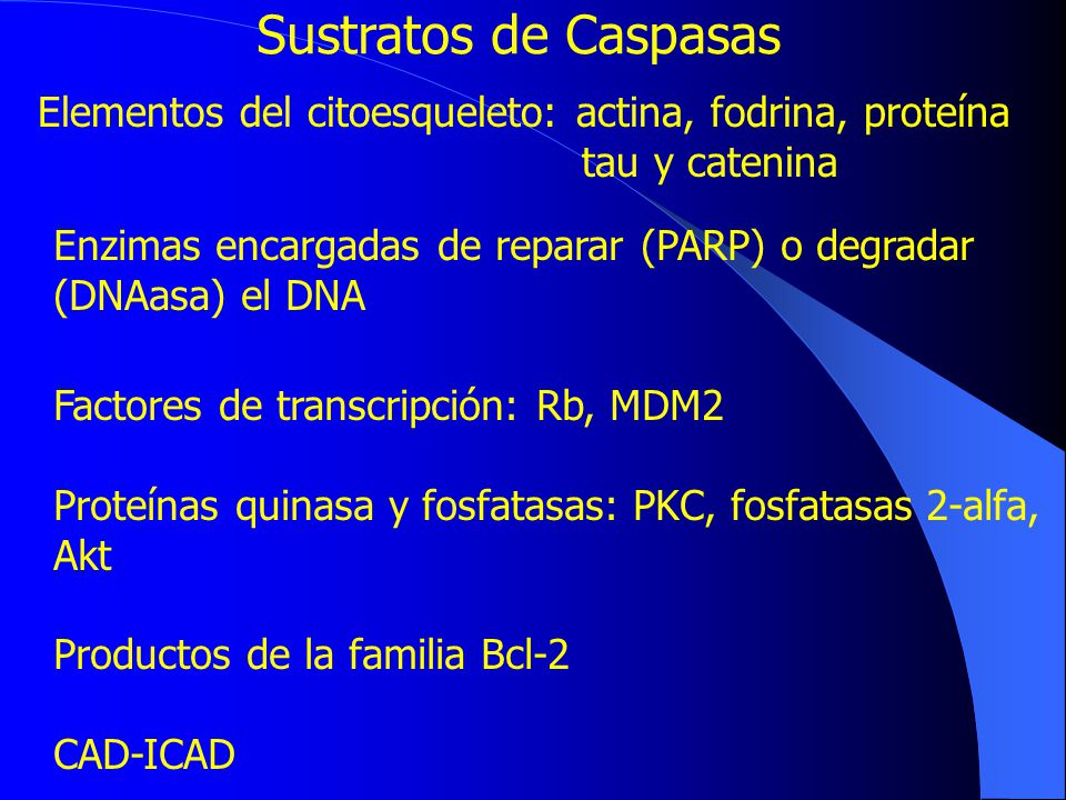 Sustratos de Caspasas Elementos del citoesqueleto: actina, fodrina, proteína. tau y catenina. Enzimas encargadas de reparar (PARP) o degradar.