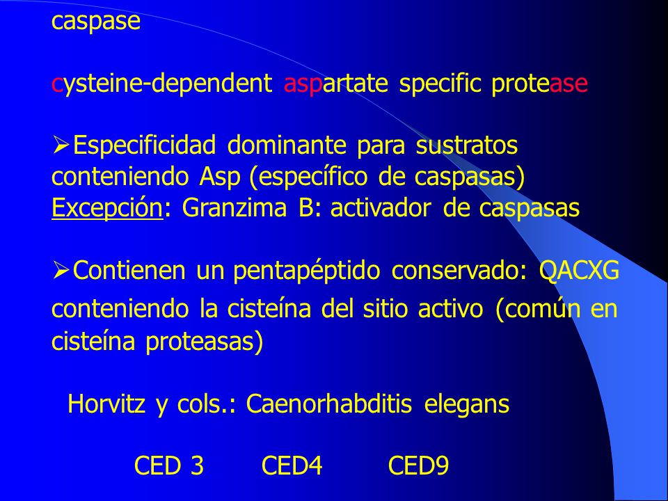 caspase cysteine-dependent aspartate specific protease. Especificidad dominante para sustratos conteniendo Asp (específico de caspasas)