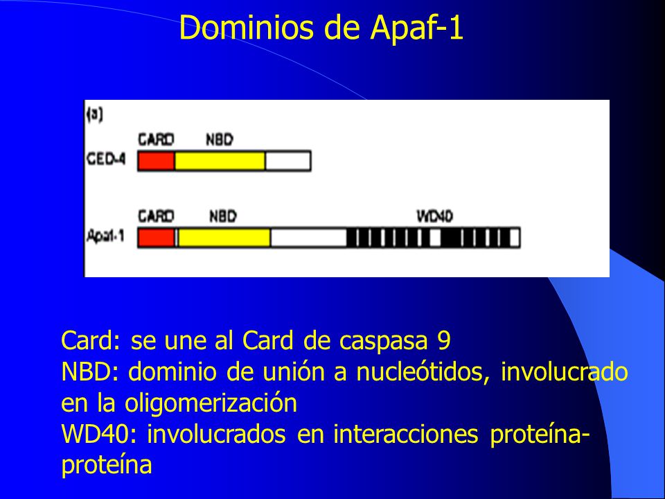 Dominios de Apaf-1 Card: se une al Card de caspasa 9