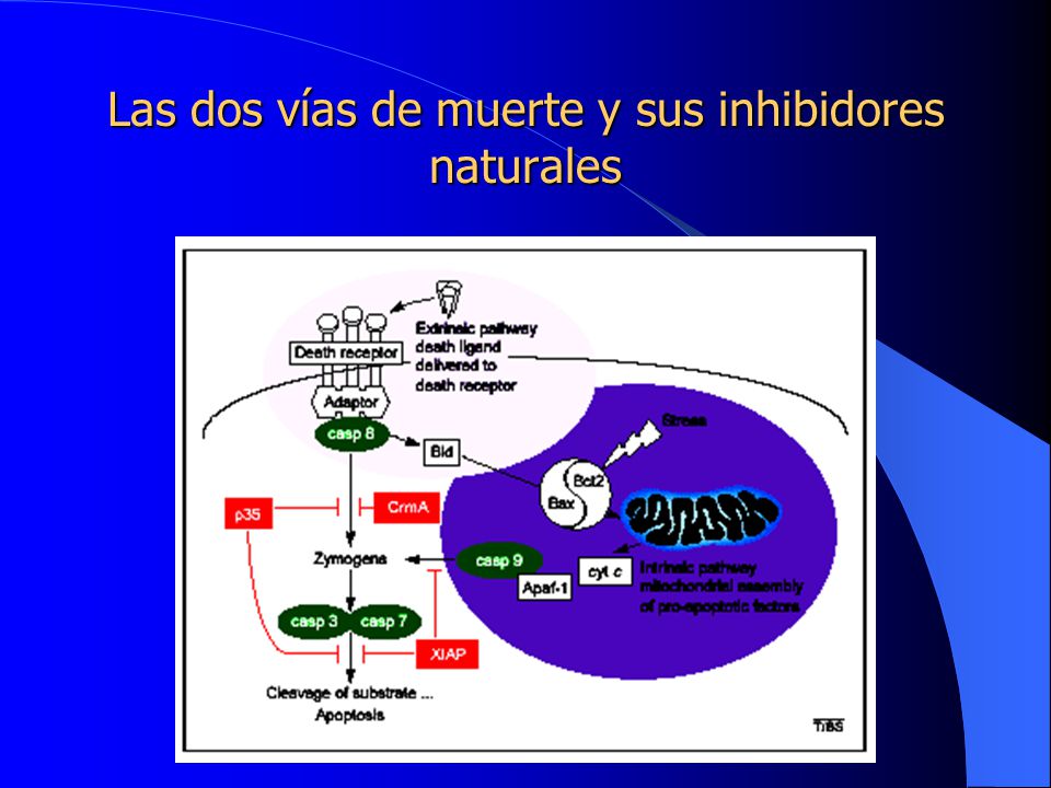 Las dos vías de muerte y sus inhibidores naturales