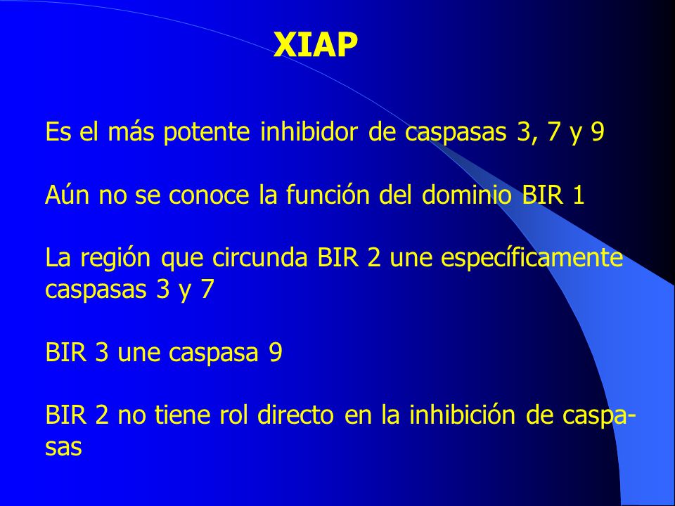 XIAP Es el más potente inhibidor de caspasas 3, 7 y 9