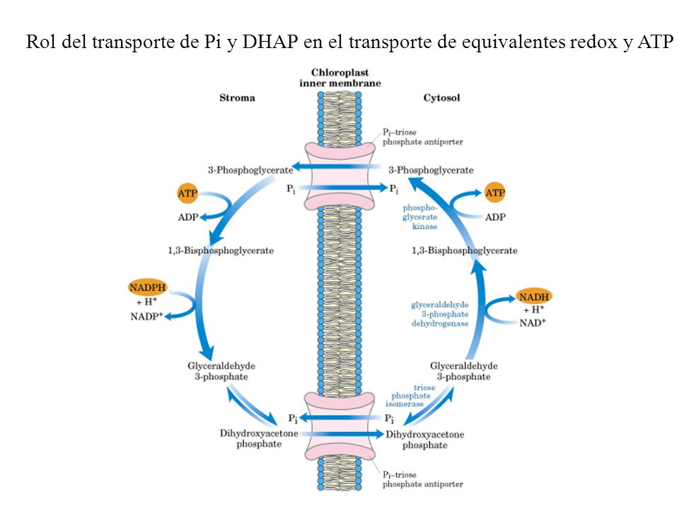 Rol del transporte de Pi y DHAP en el transporte de equivalentes redox y ATP