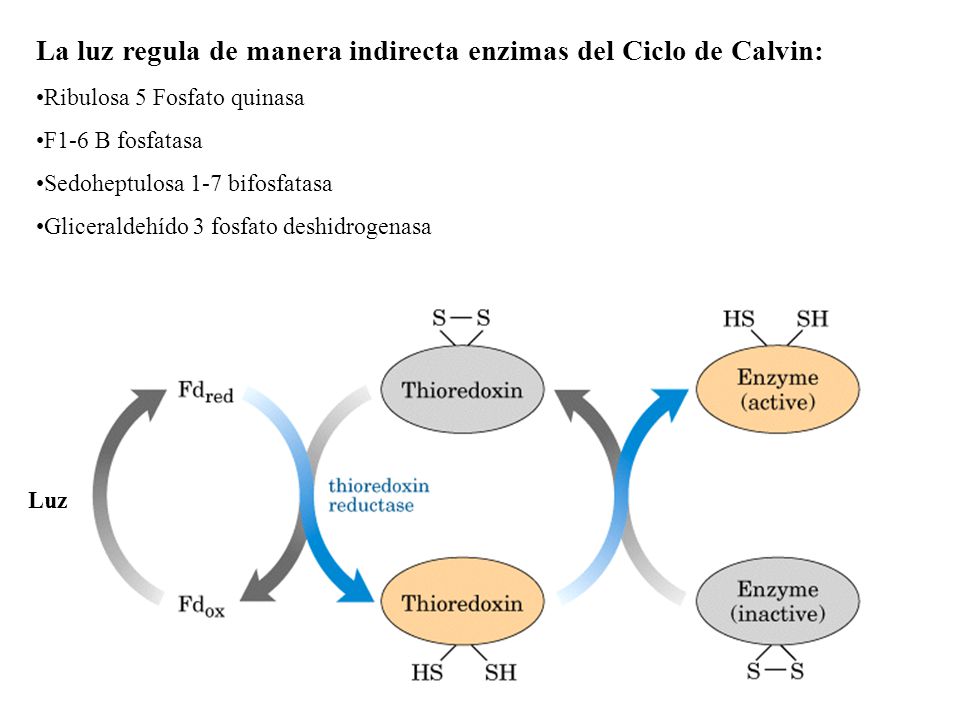 La luz regula de manera indirecta enzimas del Ciclo de Calvin: