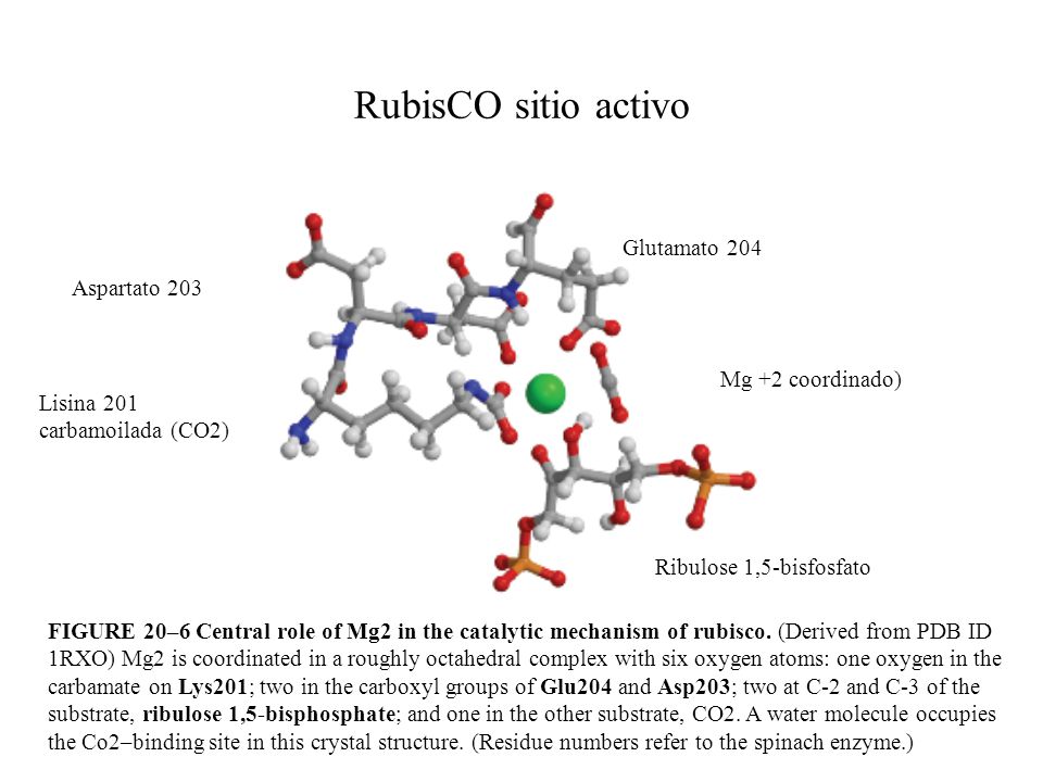 RubisCO sitio activo Glutamato 204 Aspartato 203 Mg +2 coordinado)