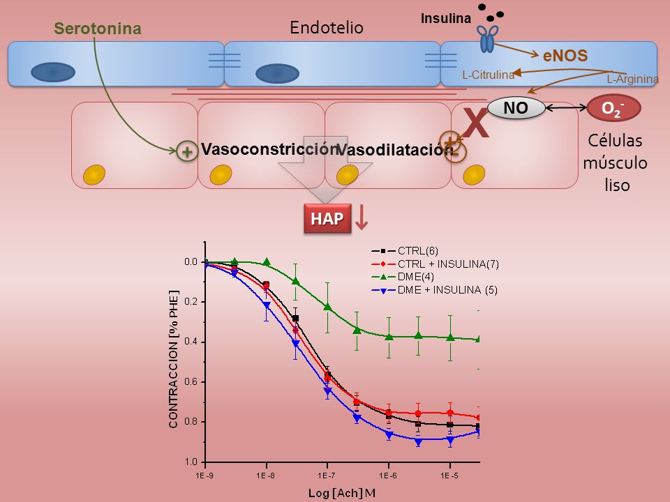 X Endotelio NO O2- Células músculo liso HAP Serotonina eNOS