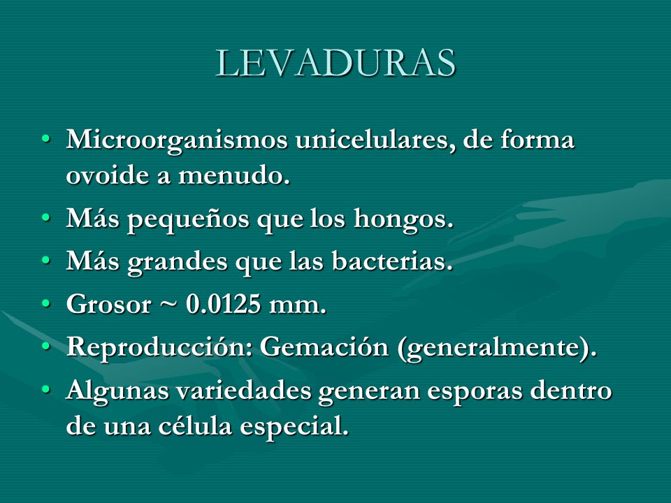 LEVADURAS Microorganismos unicelulares, de forma ovoide a menudo.