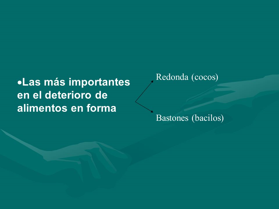 Las más importantes en el deterioro de alimentos en forma