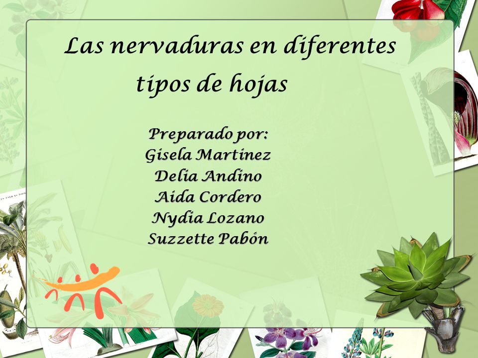Las nervaduras en diferentes tipos de hojas