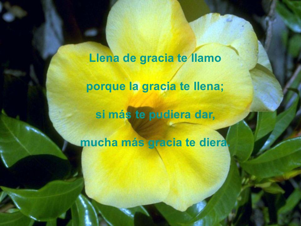 Llena de gracia te llamo porque la gracia te llena;