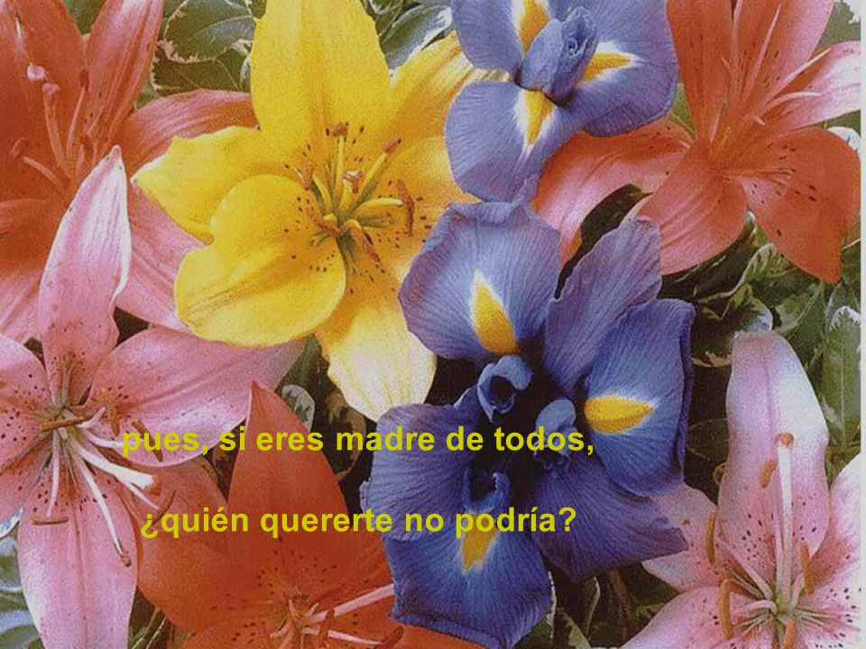 pues, si eres madre de todos, ¿quién quererte no podría