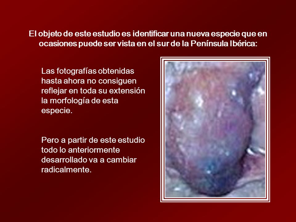 El objeto de este estudio es identificar una nueva especie que en ocasiones puede ser vista en el sur de la Península Ibérica: