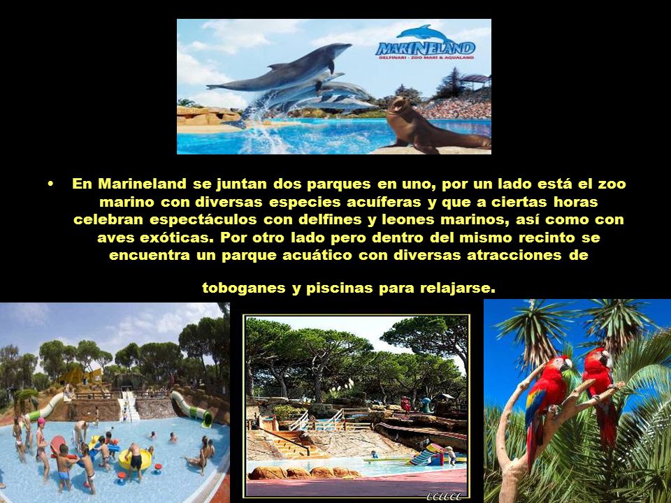 En Marineland se juntan dos parques en uno, por un lado está el zoo marino con diversas especies acuíferas y que a ciertas horas celebran espectáculos con delfines y leones marinos, así como con aves exóticas.