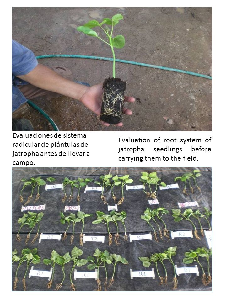 Evaluaciones de sistema radicular de plántulas de jatropha antes de llevar a campo.