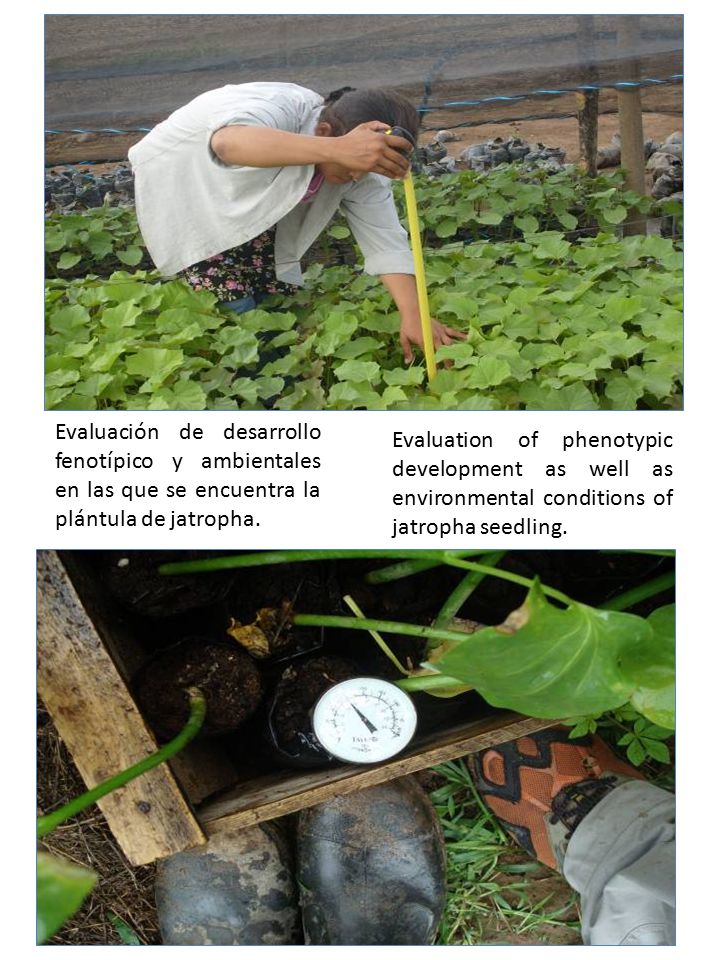Evaluación de desarrollo fenotípico y ambientales en las que se encuentra la plántula de jatropha.