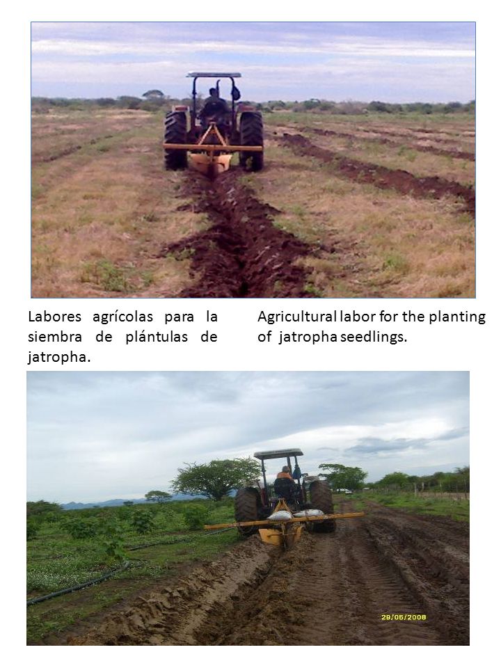 Labores agrícolas para la siembra de plántulas de jatropha.