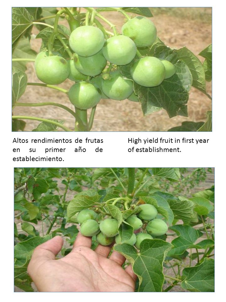Altos rendimientos de frutas en su primer año de establecimiento.