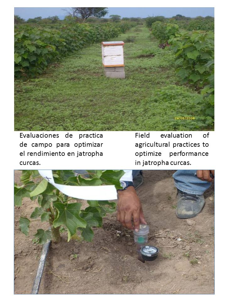 Evaluaciones de practica de campo para optimizar el rendimiento en jatropha curcas.
